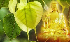 Tầm quan trọng của Phát Bồ đề tâm trong pháp môn Niệm Phật